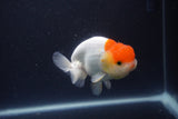 Tancho Lionchu  Red White 3.5 Inch (ID#1119R2c-65) Free2Day SHIPPING