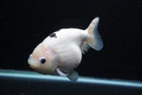 Milk Cow Ranchu  Calico 5.5 Inch (ID#0110R10c-99) Free2Day SHIPPING