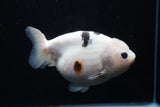 Milk Cow Ranchu  Calico 5.5 Inch (ID#0110R10c-99) Free2Day SHIPPING