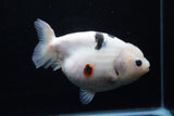 Milk Cow Ranchu  Calico 5.5 Inch (ID#0110R10c-99) Free2Day SHIPPING