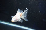 Ryukin  Calico 3.5 Inch (ID#1025Ry7a-4) Free2Day SHIPPING