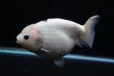 Milk Cow Ranchu  Calico 5.5 Inch (ID#0110R10c-99) Free2Day SHIPPING