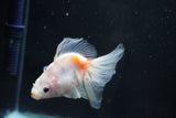 Ryukin  Calico 3.5 Inch (ID#1025Ry7a-4) Free2Day SHIPPING