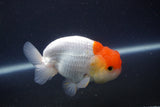 Tancho Lionchu  Red White 3.5 Inch (ID#1119R2c-65) Free2Day SHIPPING