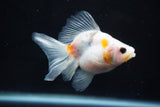 Ryukin  Calico 3.5 Inch (ID#1025Ry7a-4) Free2Day SHIPPING