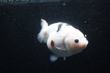 Milk Cow Ranchu  Calico 5.5 Inch (ID#0110R10c-99) Free2Day SHIPPING