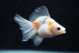 Ryukin  Calico 3.5 Inch (ID#1025Ry7a-4) Free2Day SHIPPING