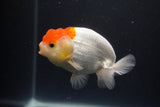 Tancho Lionchu  Red White 3.5 Inch (ID#1119R2c-65) Free2Day SHIPPING