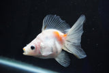 Ryukin  Calico 3.5 Inch (ID#1025Ry7a-4) Free2Day SHIPPING