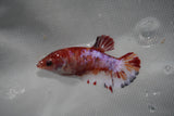 Koi Galaxy  Plakat Female Betta (ID#801-F221) Free2Day SHIPPING