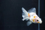 Ryukin  Calico 3.5 Inch (ID#1025Ry7a-4) Free2Day SHIPPING