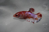 Koi Galaxy  Plakat Female Betta (ID#801-F221) Free2Day SHIPPING