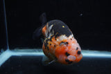 Milk Cow Ranchu  Calico 4.5 Inch (ID#0110R10c-100) Free2Day SHIPPING