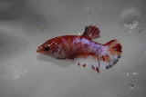 Koi Galaxy  Plakat Female Betta (ID#801-F221) Free2Day SHIPPING