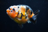 Milk Cow Ranchu  Calico 4.5 Inch (ID#0110R10c-100) Free2Day SHIPPING