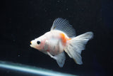 Ryukin  Calico 3.5 Inch (ID#1025Ry7a-4) Free2Day SHIPPING