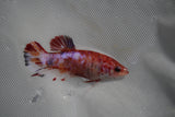 Koi Galaxy  Plakat Female Betta (ID#801-F221) Free2Day SHIPPING