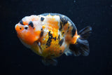 Milk Cow Ranchu  Calico 4.5 Inch (ID#0110R10c-100) Free2Day SHIPPING