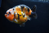 Milk Cow Ranchu  Calico 4.5 Inch (ID#0110R10c-100) Free2Day SHIPPING