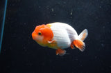 Juvenile Lionchu  Red White 3.5 Inch (ID#422R11b-30) Free2Day SHIPPING