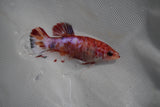 Koi Galaxy  Plakat Female Betta (ID#801-F221) Free2Day SHIPPING