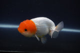 Tancho Lionchu  Red White 3.5 Inch (ID#1119R2c-66) Free2Day SHIPPING