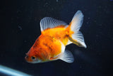 Ryukin  Calico 3.5 Inch (ID#1025Ry7a-5) Free2Day SHIPPING