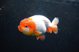 Juvenile Lionchu  Red White 3.5 Inch (ID#422R11b-30) Free2Day SHIPPING