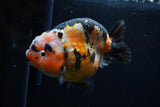 Milk Cow Ranchu  Calico 4.5 Inch (ID#0110R10c-100) Free2Day SHIPPING