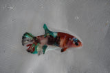 Koi Galaxy  Plakat Female Betta (ID#801-F222) Free2Day SHIPPING