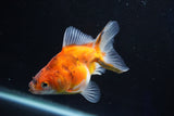 Ryukin  Calico 3.5 Inch (ID#1025Ry7a-5) Free2Day SHIPPING