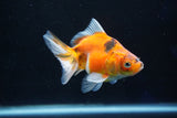 Ryukin  Calico 3.5 Inch (ID#1025Ry7a-5) Free2Day SHIPPING