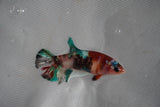 Koi Galaxy  Plakat Female Betta (ID#801-F222) Free2Day SHIPPING