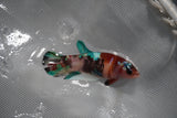 Koi Galaxy  Plakat Female Betta (ID#801-F222) Free2Day SHIPPING