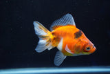 Ryukin  Calico 3.5 Inch (ID#1025Ry7a-5) Free2Day SHIPPING