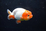 Juvenile Lionchu  Red White 3.5 Inch (ID#422R11b-30) Free2Day SHIPPING