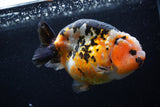 Milk Cow Ranchu  Calico 4.5 Inch (ID#0110R10c-100) Free2Day SHIPPING