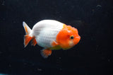 Juvenile Lionchu  Red White 3.5 Inch (ID#422R11b-30) Free2Day SHIPPING