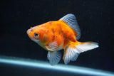 Ryukin  Calico 3.5 Inch (ID#1025Ry7a-5) Free2Day SHIPPING