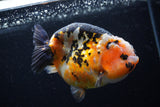 Milk Cow Ranchu  Calico 4.5 Inch (ID#0110R10c-100) Free2Day SHIPPING