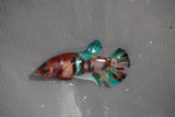 Koi Galaxy  Plakat Female Betta (ID#801-F222) Free2Day SHIPPING