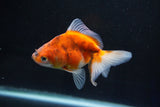 Ryukin  Calico 3.5 Inch (ID#1025Ry7a-5) Free2Day SHIPPING