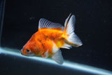 Ryukin  Calico 3.5 Inch (ID#1025Ry7a-5) Free2Day SHIPPING