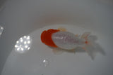 Tancho Lionchu  Red White 3.5 Inch (ID#1119R2c-66) Free2Day SHIPPING