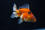 Ryukin  Calico 3.5 Inch (ID#1025Ry7a-5) Free2Day SHIPPING