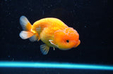 Juvenile Lionchu  Red White 3.5 Inch (ID#422R11b-31) Free2Day SHIPPING