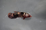 Koi Galaxy  Plakat Female Betta (ID#801-F223) Free2Day SHIPPING