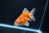 Ryukin  Calico 3.5 Inch (ID#1025Ry7a-5) Free2Day SHIPPING