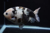 Milk Cow Ranchu  Calico 5 Inch (ID#0110R10c-101) Free2Day SHIPPING