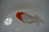 Tancho Lionchu  Red White 3.5 Inch (ID#1119R2c-66) Free2Day SHIPPING